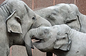 Three happy elephants