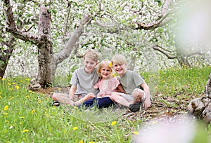 Three Happy Little Sibling CHildren Under FLowering Apple Trees