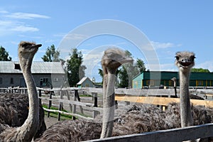 Three happy ostriches
