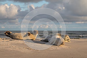 Three Harbour seals, Phoca vitulina, resting on the beach. Early morning at Grenen, Denmark