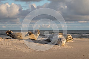 Three Harbour seals, Phoca vitulina, resting on the beach. Early morning at Grenen, Denmark