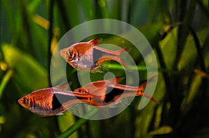 Three harlequin tropical fresh water fish into a planted aquarium