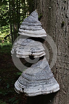 Three hats of Tinder Fungus parasitic fungal pathogen, latin name Fomes fomentarius, growing from beech tree trunk.