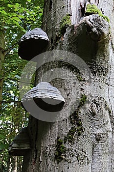 Three hats of Tinder Fungus parasitic fungal pathogen, latin name Fomes fomentarius, growing from beech tree trunk.