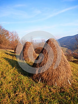 Three haystacks prepared on meadow