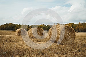 Three haystacks on wheat crop field against dramatic cloudy blue sky. Wheat yellow golden harvest in summer. Countryside