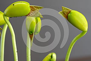 three heads of beans in the germination process with remnants of land