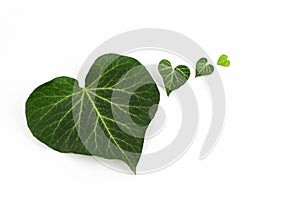 Three heart-shaped green ivy leaves staggered side by side