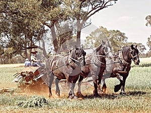 Three Heavy Horses raking Hay