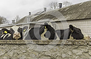 Three heifers, with yellow identification tags in their ears,what standing behind the stone wall.