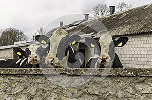 Three heifers, with yellow identification tags in their ears,what standing behind the stone wall.