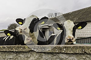 Three heifers, with yellow identification tags in their ears,what standing behind the stone wall.