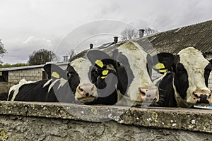 Three heifers, with yellow identification tags in their ears,what standing behind the stone wall.
