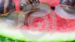 Three helix pomatia snails sit on a watermelon and eat it.