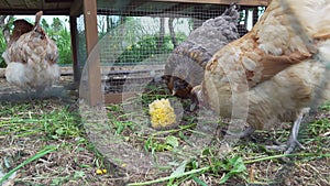 Three hens pecking cooked corn cobs in chicken farm
