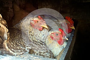 Three hens posed while hatching