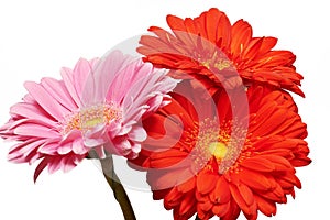 Three Herbera flowers red and pink photo