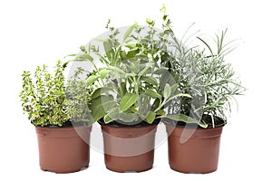 Three herbs in the pots
