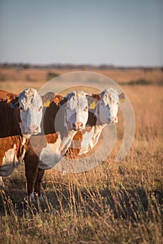 Three Hereford Cows photo