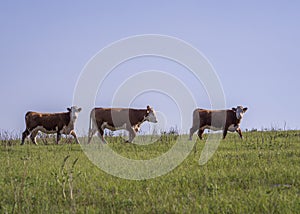 Three Hereford Cows