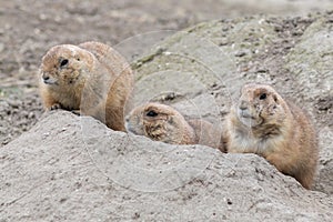 Three hiding prairie dogs (genus Cynomys)