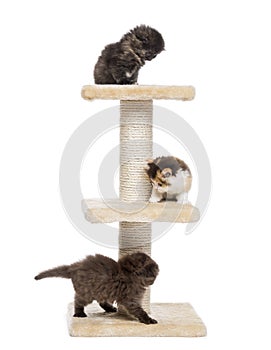 Three Highland fold or straight kittens playing on a cat tree