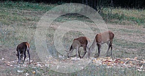 Three hinds eat corn in the meadow