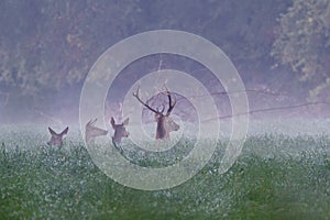 Three hinds and red deer in the foggy morning