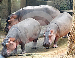 Three Hippopotami - Hippopotamus - Huge Animals - at zoo, Trivandrum, India