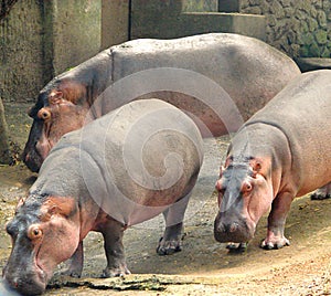 Three Hippopotami Wandering at zoo, Trivandrum Zoo photo