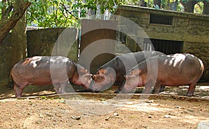 Three Hippopotami at zoo, Trivandrum Zoo