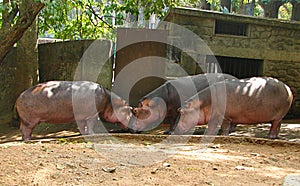 Three Hippopotami at zoo, Trivandrum Zoo photo