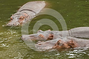 Three Hippopotamus rolling