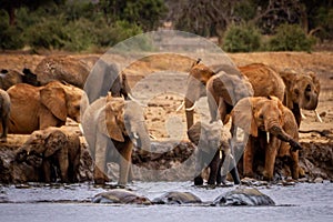 Three Hippos in and a Bunch of Elephants