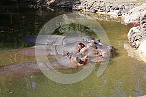 Three hippos Hippopotamus amphibius lie in a pond. La Lajita, Las Palmas, Spain photo
