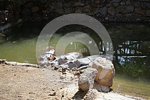Three hippos Hippopotamus amphibius lie in a pond. La Lajita, Las Palmas, Spain photo