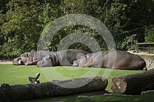 three hippos lie on the green grass to rest.