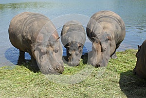 three hippos one is a baby