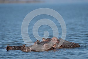 Three hippos poke their heads out of the water, in selective focus. Copyspace available at top