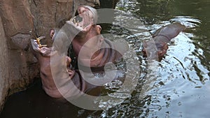 Three hippos in the pool. Chiang Mai, Thailand