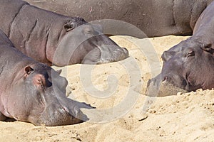 Three Hippos resting, South Africa (Hippopotamus amphibius) photo