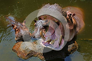 Three hippos are soaking in pool water.