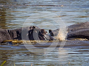 Three hippos sumberged in water spraying and playing joyfully, safari in Moremi NP, Botswana, Africa