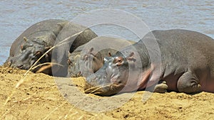 Three hippos sunbathing on the river bank at masai mara, kenya