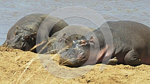 Three hippos sunbathing on the river bank at masai mara, kenya