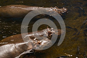 Three hippos swim in a pond.