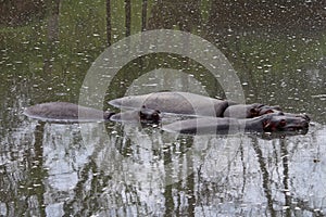 Three hippos in the water