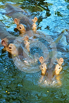 Three hippos in water