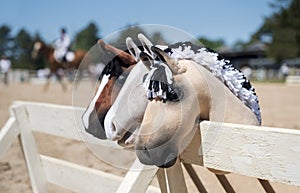 Three hobby horses are waiting for the riders. Equestrian sports. Equestrian equipment. Sports. Summer. The sun. Banner