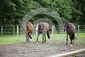 Three Holsteiner horses